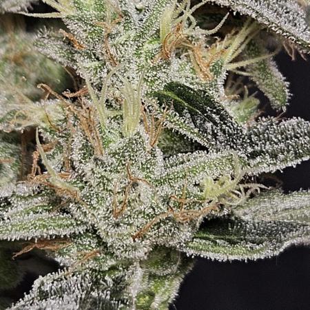 #11 Grape Cream Cake Auto / DWC