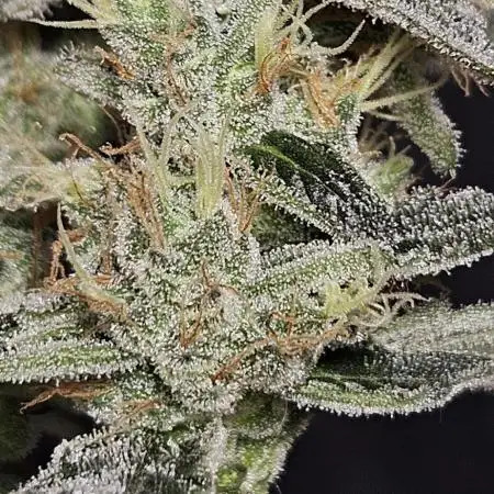 #11 Grape Cream Cake Auto / DWC