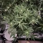 Pink Diamond S1/Copycat Genetixs/RDCW