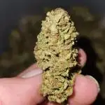 Wedding Cake x Gelato #33 Clone/RQS/RDWC