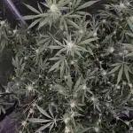 Wedding Cake x Gelato #33 Clone/RQS/RDWC