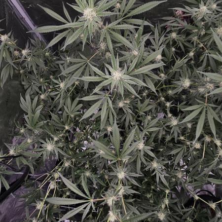 Wedding Cake x Gelato #33 Clone/RQS/RDWC