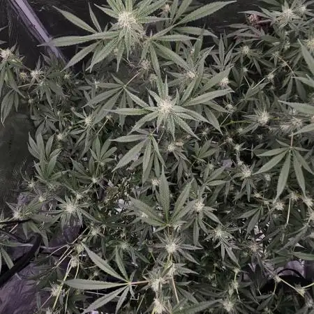 Wedding Cake x Gelato #33 Clone/RQS/RDWC