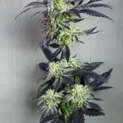 Small Phenohunt - Pink Diamond S1 x8