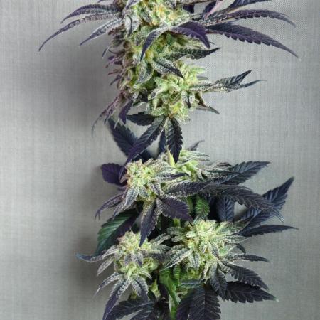 Small Phenohunt - Pink Diamond S1 x8