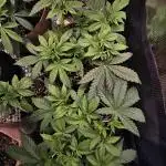 Small Phenohunt - Pink Diamond S1 x8