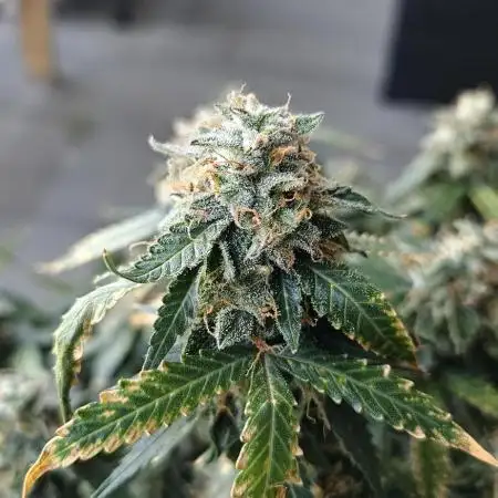 Blueberry Bliss / Amnesia XXL Auto