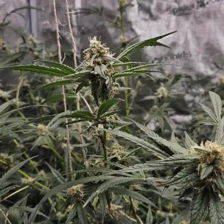Wedding Cake x Gelato #33 Clone/RQS/RDWC