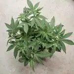 Small Phenohunt - Pink Diamond S1 x8