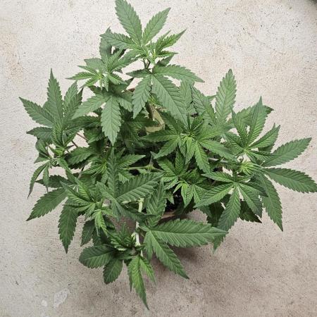 Small Phenohunt - Pink Diamond S1 x8