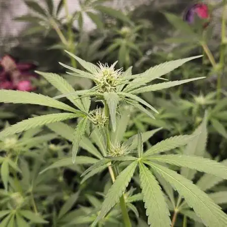Wedding Cake x Gelato #33 Clone/RQS/RDWC