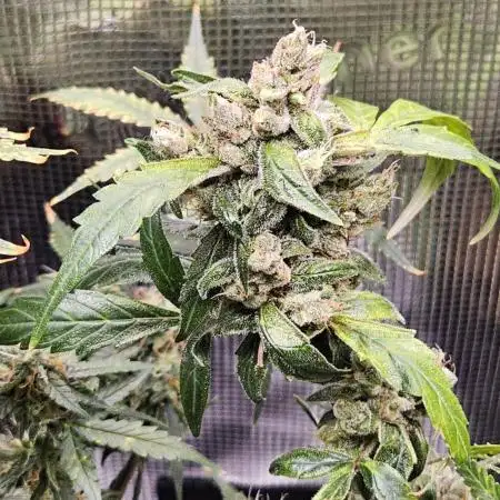 Blueberry Bliss / Amnesia XXL Auto