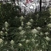 Small Phenohunt - Pink Diamond S1 x8