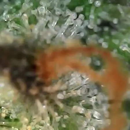 Blueberry Bliss / Amnesia XXL Auto