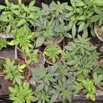 Small Phenohunt - Pink Diamond S1 x8