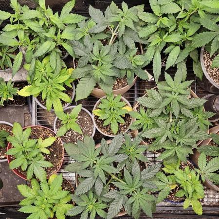 Small Phenohunt - Pink Diamond S1 x8