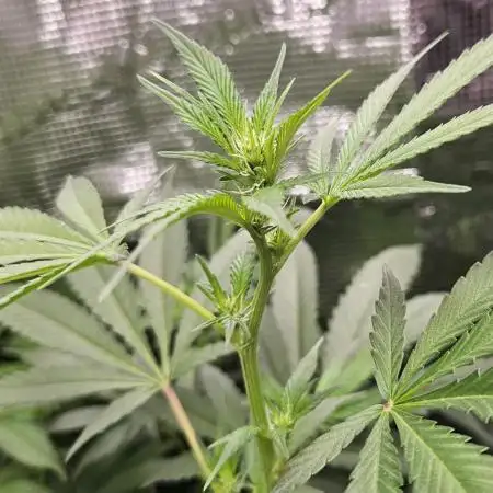 Wedding Cake x Gelato #33 Clone/RQS/RDWC