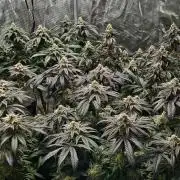 Small Phenohunt - Pink Diamond S1 x8