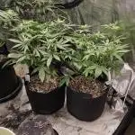 #12 Don Mega x Cherry Octane x2