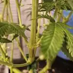 #12 Don Mega x Cherry Octane x2