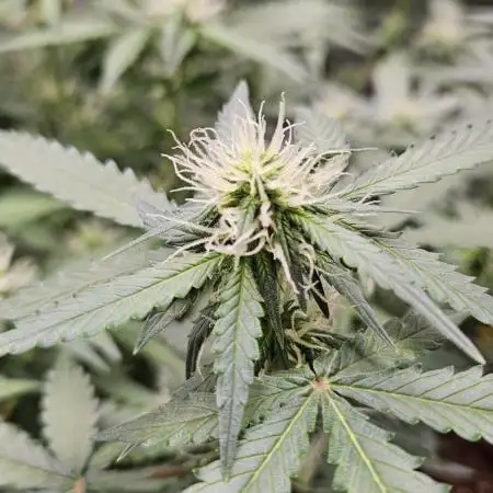 Blueberry Bliss / Amnesia XXL Auto