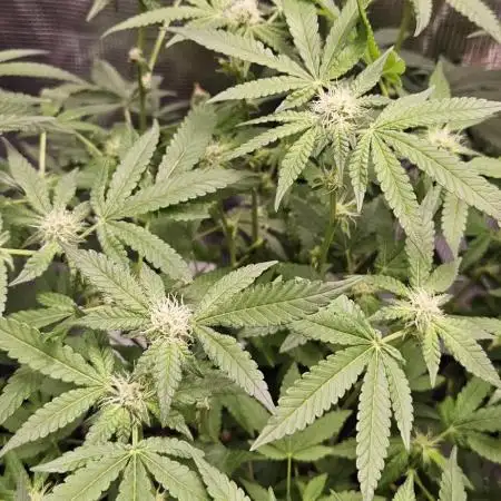 Pink Diamond S1/Copycat Genetixs/RDCW