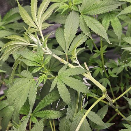 Wedding Cake x Gelato #33 Clone/RQS/RDWC