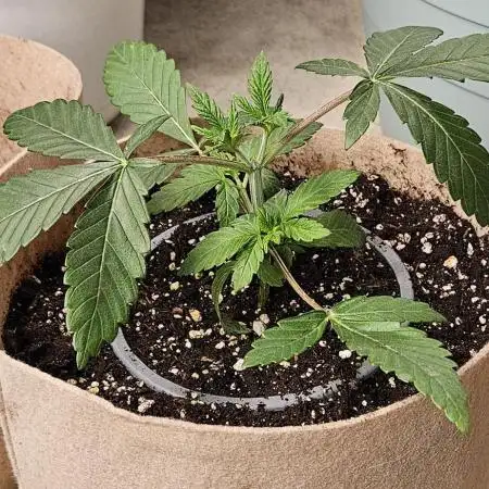 Small Phenohunt - Pink Diamond S1 x8