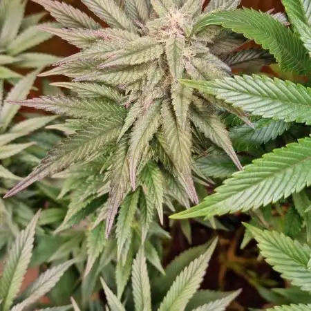 Mistakes, long veg and little space...