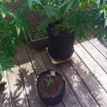 Cannabinoid Grow 1