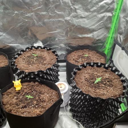 F1 Wurlz | Airpot VS Fabric Pot