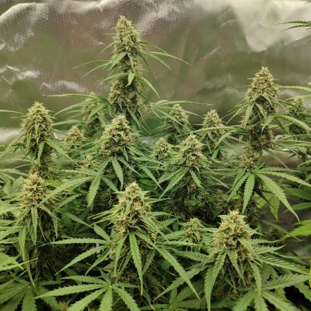 First grow indoor Milky way f1 indoor