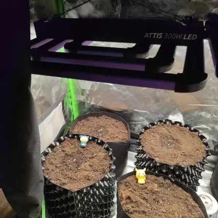 Frostbanger | Airpot vs Fabric Pot