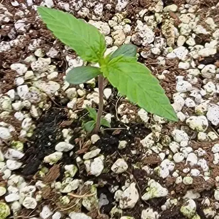 4x4 Autos