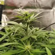 Critical-cookies gelato fotoperiodiche