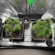 Critical-cookies gelato fotoperiodiche