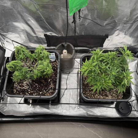 Critical-cookies gelato fotoperiodiche