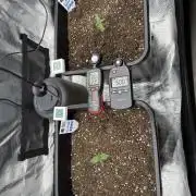 Critical-cookies gelato fotoperiodiche