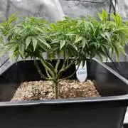 Critical-cookies gelato fotoperiodiche