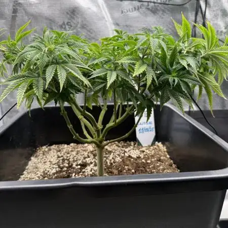 Critical-cookies gelato fotoperiodiche