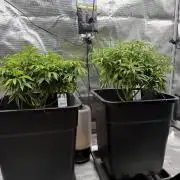 Critical-cookies gelato fotoperiodiche