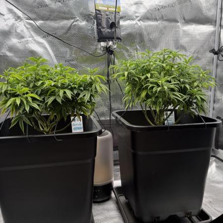 Critical-cookies gelato fotoperiodiche