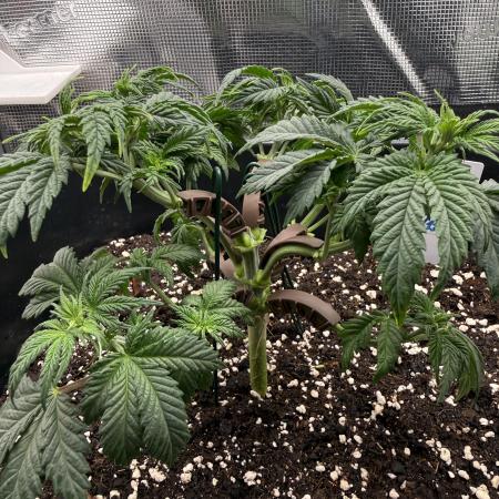 Critical-cookies gelato fotoperiodiche