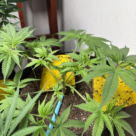 Durban Poison
