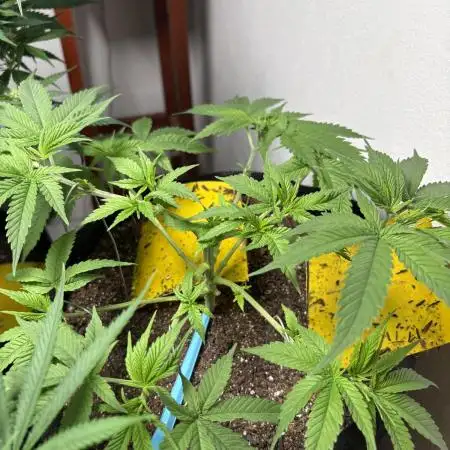 Durban Poison