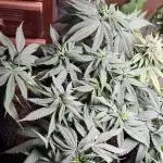 Durban Poison