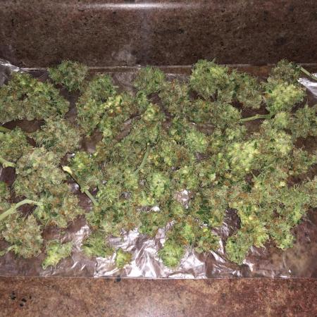 Primeiro Cultivo de RAÇA