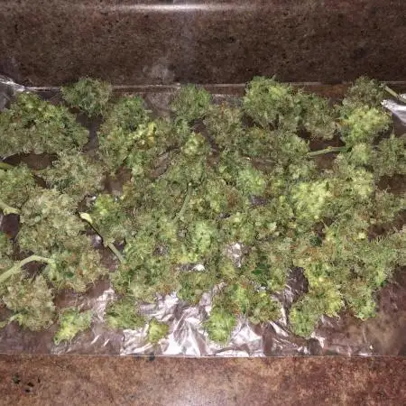 Primeiro Cultivo de RAÇA