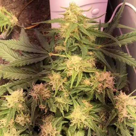 Primeiro Cultivo de RAÇA