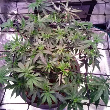 Ghost Train Haze